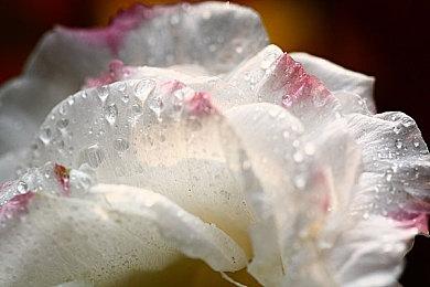 《地平线：零之曙光重制版》上架Steam 国区售价345元